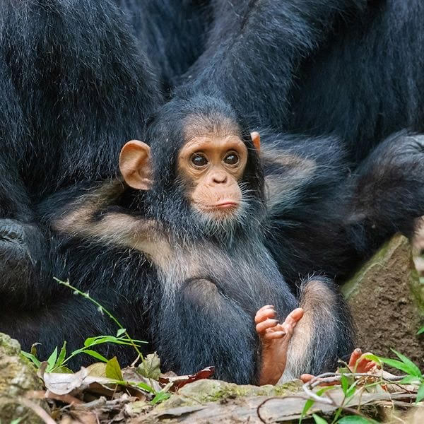 GOPublications's tweet photo. "Ah! Sundays my day for relaxing."
monkey #π΅ #sundayvibes #chilling #thegoodlife #monkeylife #zoolife #animals #nataure #naturephotography #wildlife #wildlifephotography #cute #monkeytakeover #instagram #animalphotography #photooftheday #jungle #funny #greenolivepublications https://t.co/hPXUQjXwFc
