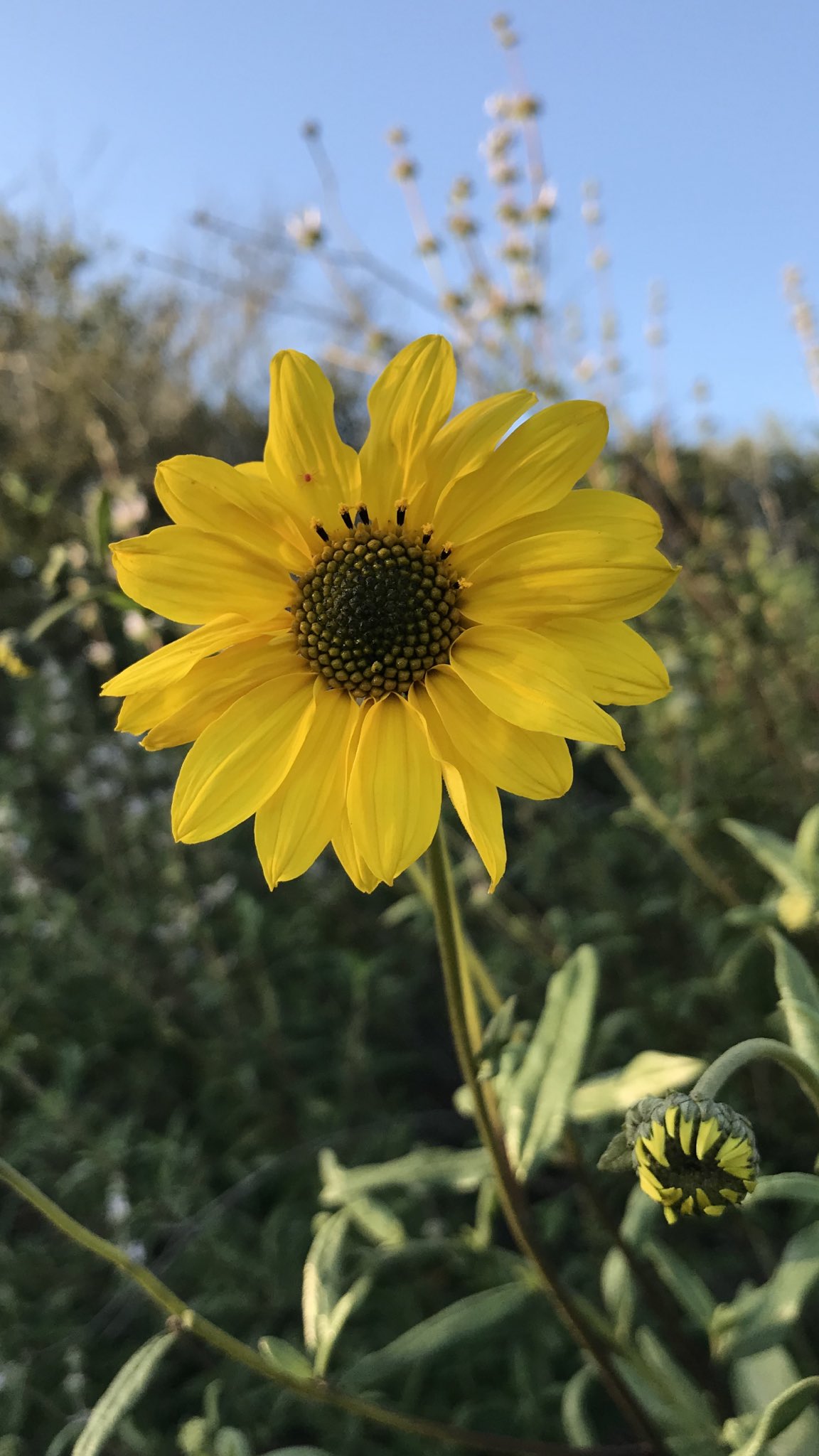 方舟子on Twitter 今日所见野花 今年第一朵细长向日葵 Slender Sunflower 白尖三叶草 Whitetip Clover 旧金山林星花 San Francisco Woodland Sta 南方伞草 Southern Umbrellawort T Co Bgxtyyjijo Twitter 方舟子on Twitter 今日所见野花 今年第一朵细长向日葵 Slender Sunflower 白尖三叶草 Whitetip Clover 旧金山林星花 San Francisco Woodland Sta 南方伞草 Southern Umbrellawort T Co Bgxtyyjijo Twitter