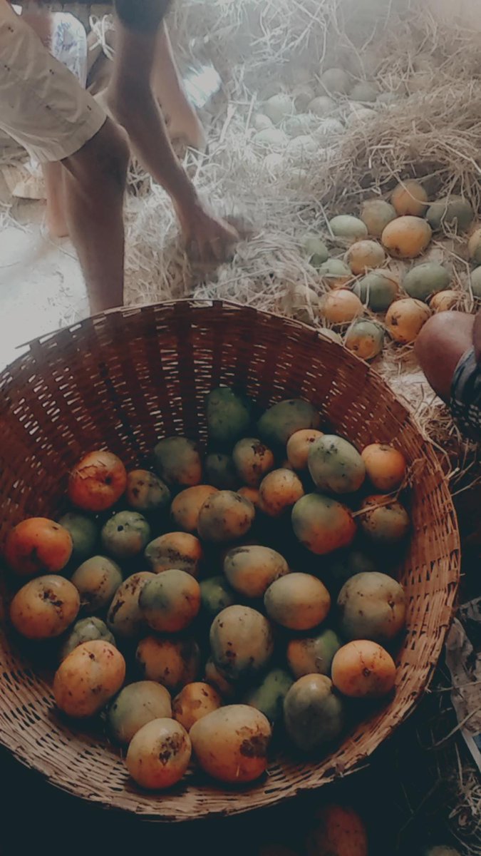 Manusharps's tweet photo. Ready to Eat ❤️😋 There is nothing like the joy of eating fruit from our own farm. the tree that father planted.
#Malgova https://t.co/bzEF7XP3aG