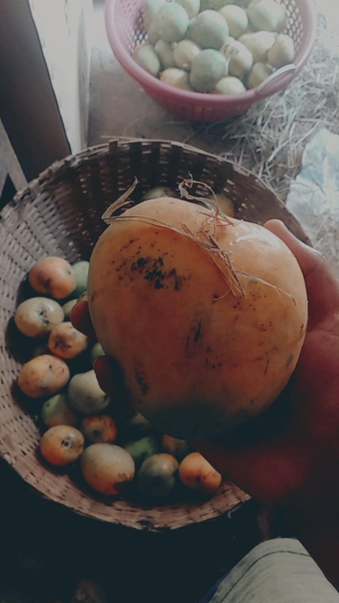 Manusharps's tweet photo. Ready to Eat ❤️😋 There is nothing like the joy of eating fruit from our own farm. the tree that father planted.
#Malgova https://t.co/bzEF7XP3aG