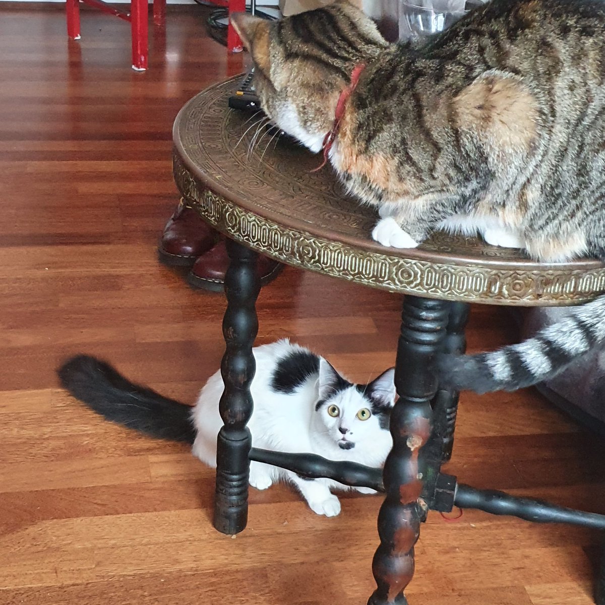 terriblemyrtle's tweet photo. The dance continues.

#cat https://t.co/6cum0OIL9i
