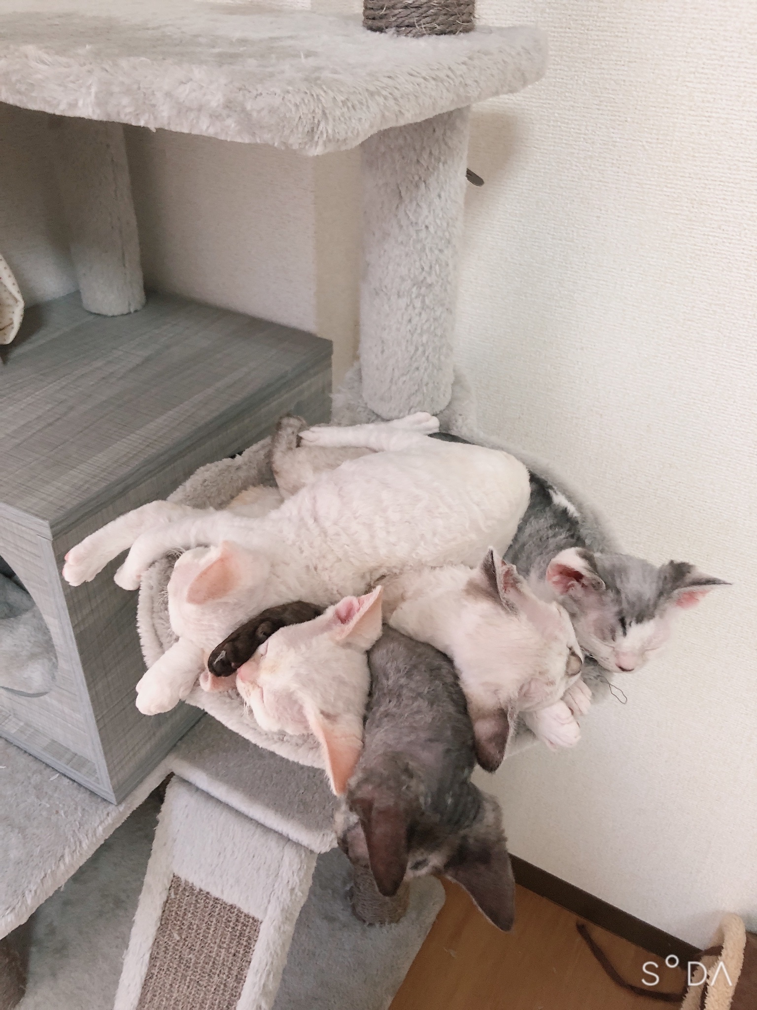 デボンレックス専門のキャッテリー ブロムストラ Devonrex デボンレックス デボンレックスブリーダー Cattery Breeder キャッテリー ブリーダー Cat 猫 Kitten 子猫 犬みたいな猫 Devonrexcats Devon Blomstra 日本 猫のいる暮らし 猫