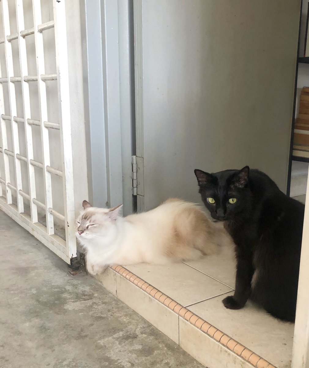 frdsh_'s tweet image. Dia punya amik udara luar tu, macam dia lah yang kena quarantine.