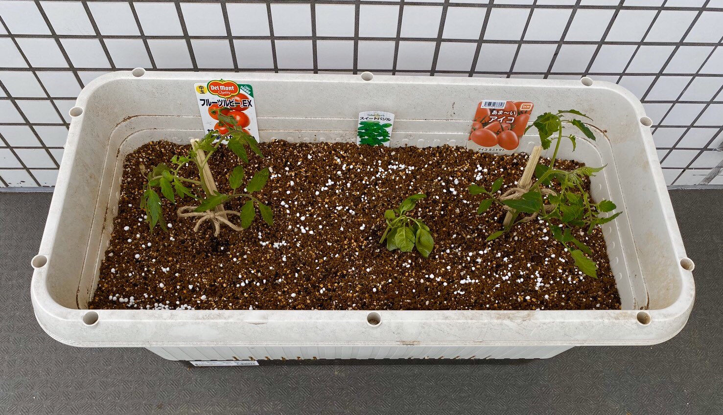 小堀央雄 Hisao Kobori トマトとバジル はじめました ご覧の通りバジルは運送中に大ダメージをくらったところからのスタートとなります 野菜 家庭菜園 T Co 44evdel5wv Twitter