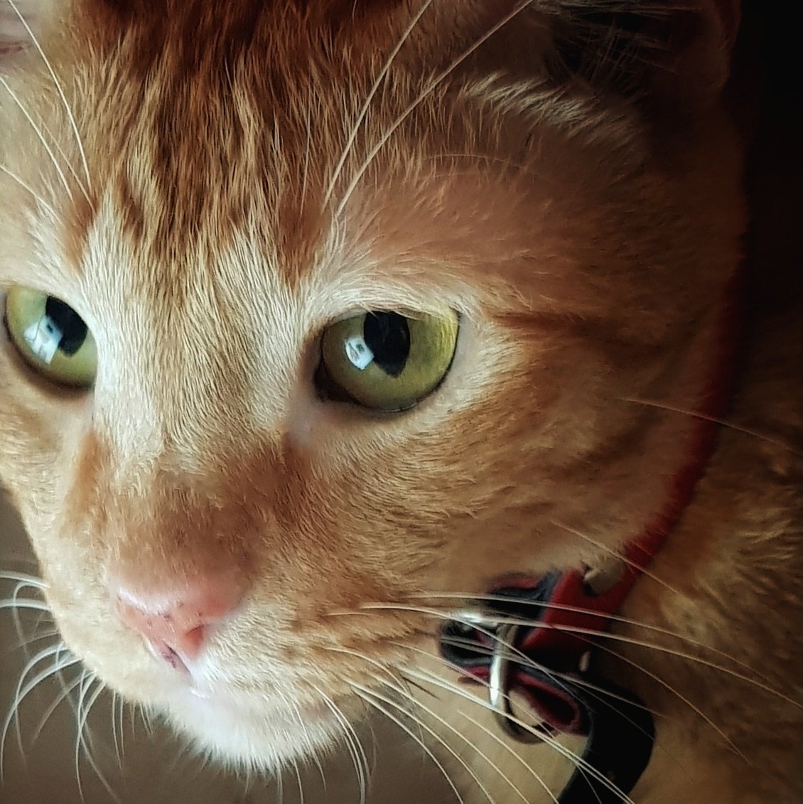 AlHaliff's tweet image. #NewProfilePic