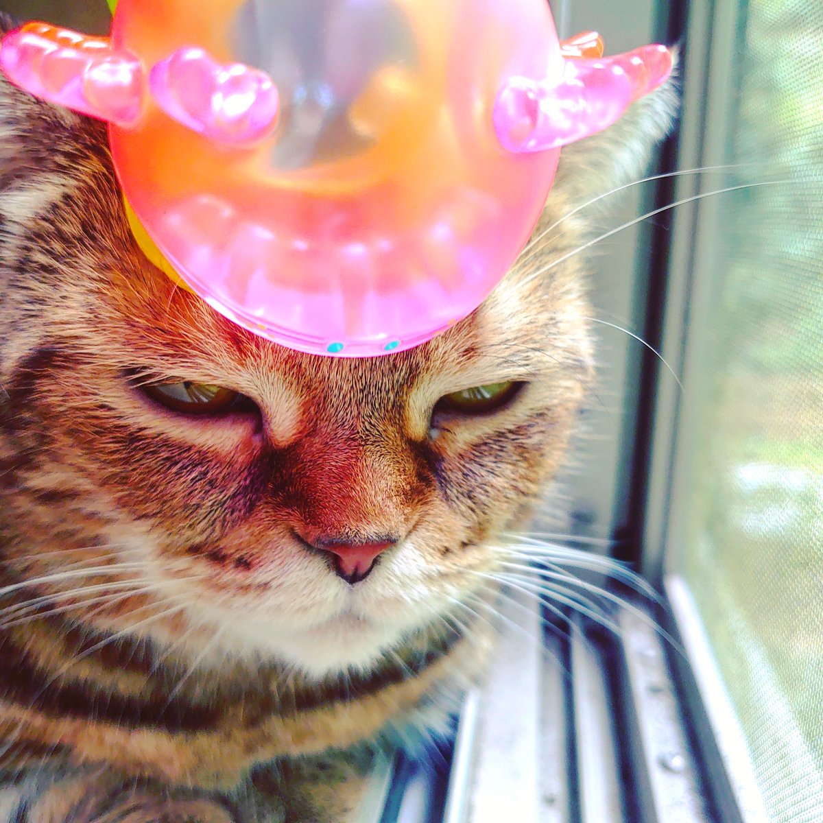 E5 8e Ad E4 B8 96 E8 B2 93 Twitter Search