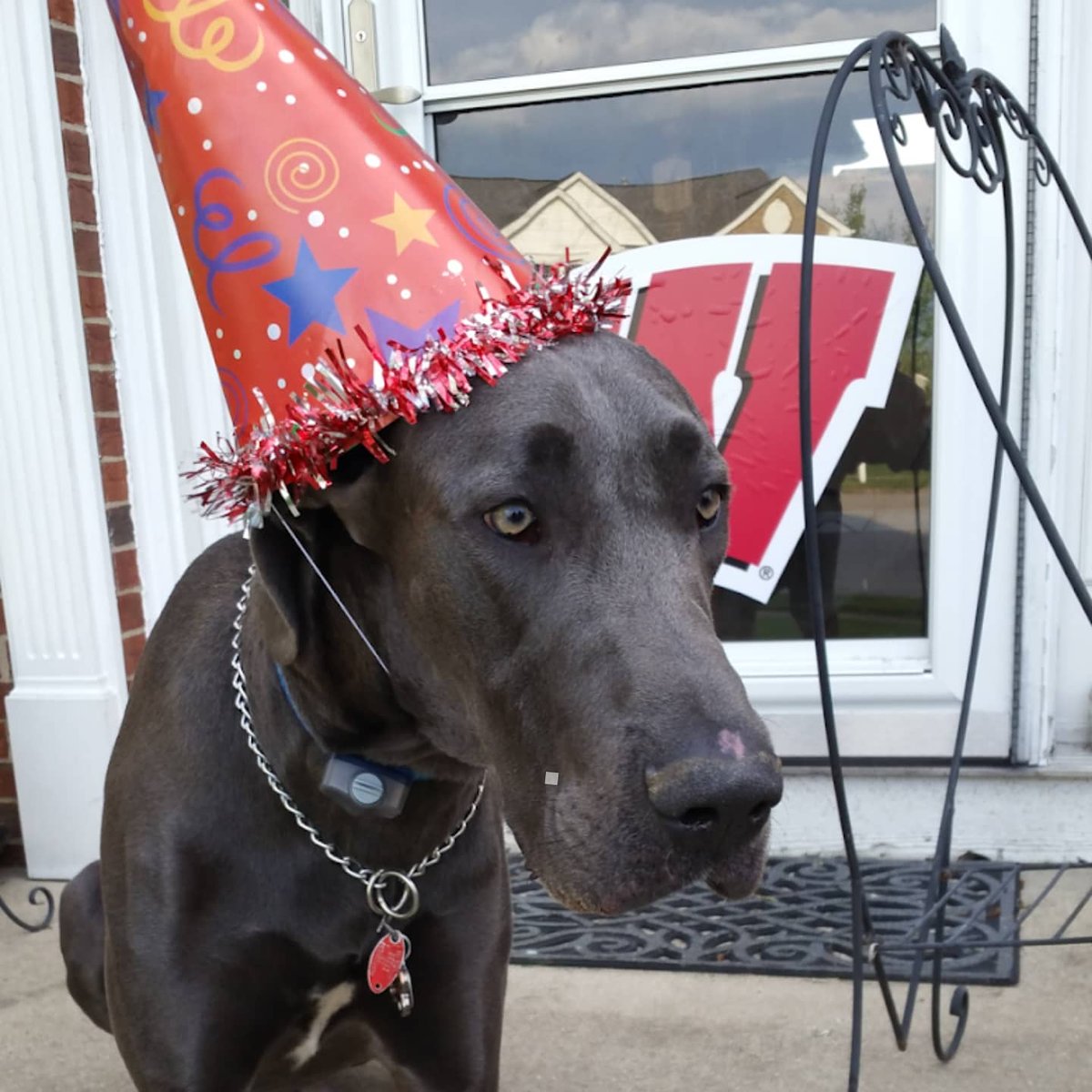 MamaJu_125's tweet photo. HaPpY 4tH bIrThDaY Cassius Clay Moses Trice!!!!
#MyPawsomeDane #TherapyDog #BlueDane https://t.co/TgVTDWFdDO