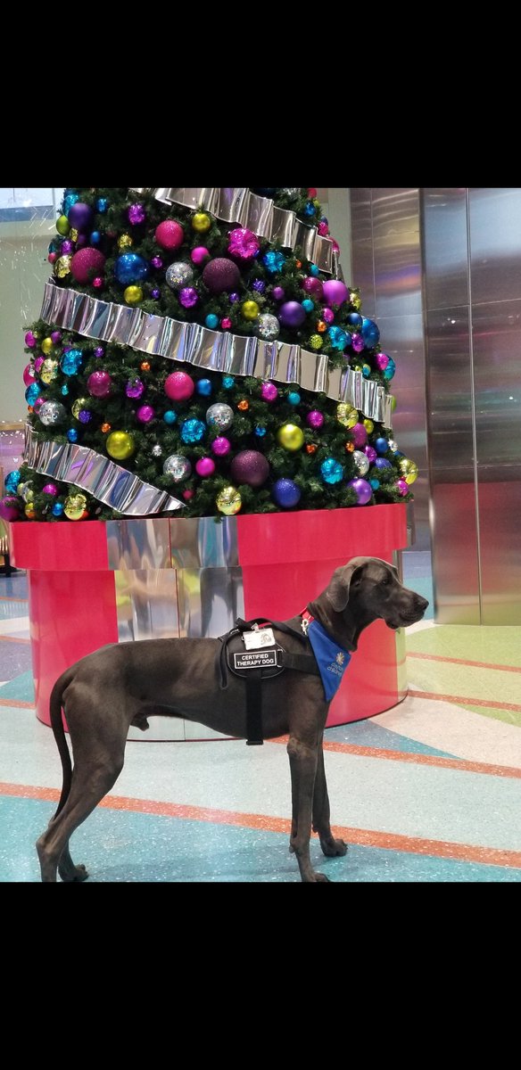 MamaJu_125's tweet photo. HaPpY 4tH bIrThDaY Cassius Clay Moses Trice!!!!
#MyPawsomeDane #TherapyDog #BlueDane https://t.co/TgVTDWFdDO