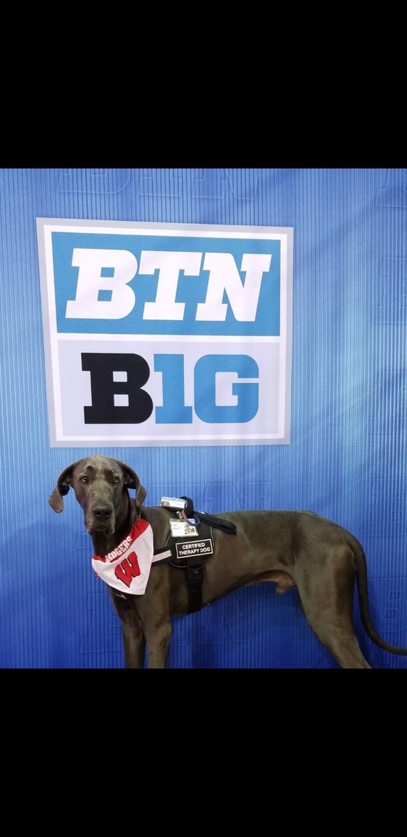 MamaJu_125's tweet photo. HaPpY 4tH bIrThDaY Cassius Clay Moses Trice!!!!
#MyPawsomeDane #TherapyDog #BlueDane https://t.co/TgVTDWFdDO