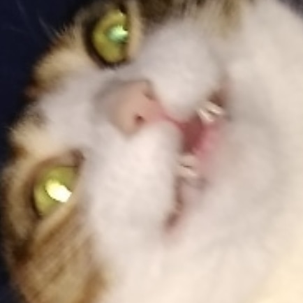 _mad_swami_'s tweet photo. So I started to paint a flower pot for my cat, painting only the most flattering pictures of her on this little pot. I have another pot so if you comment pictures of your pets I'll paint some of them on the other pot. Preferably stupid pictures lol. https://t.co/ksg8Mn8PMN