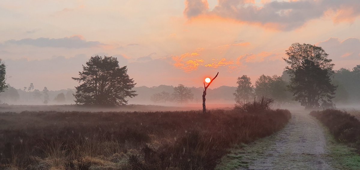 HansterHeijne 🇳🇱 tweet media