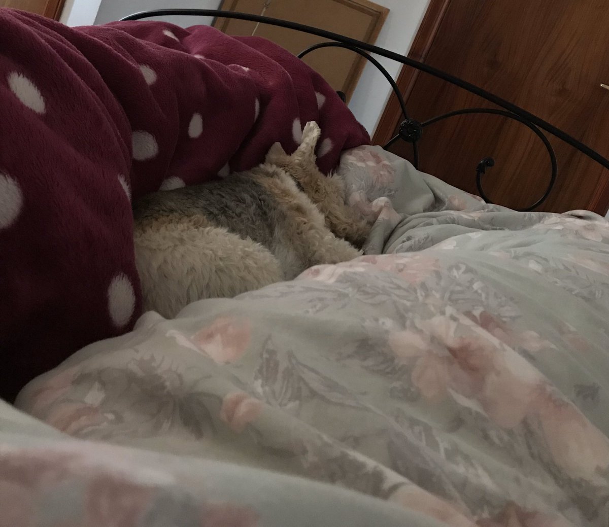 MacombStories's tweet photo. Our wire fox terrier Max prefers to sleep in his own bed overnight, but early morning, he hops onto our bed and snuggles. It’s my favourite time of day. 🥰 https://t.co/ubIiC84VAM
