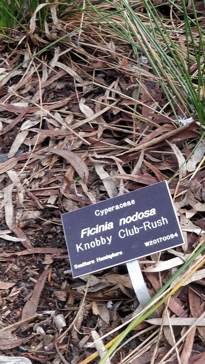 Just when you think the botany field is above board, I find this in the garden.