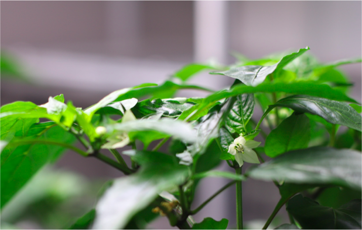 Can you guess what these delicate flowers will transform into? Hint: It’s one of the main ingredients in several Mexican favorites.