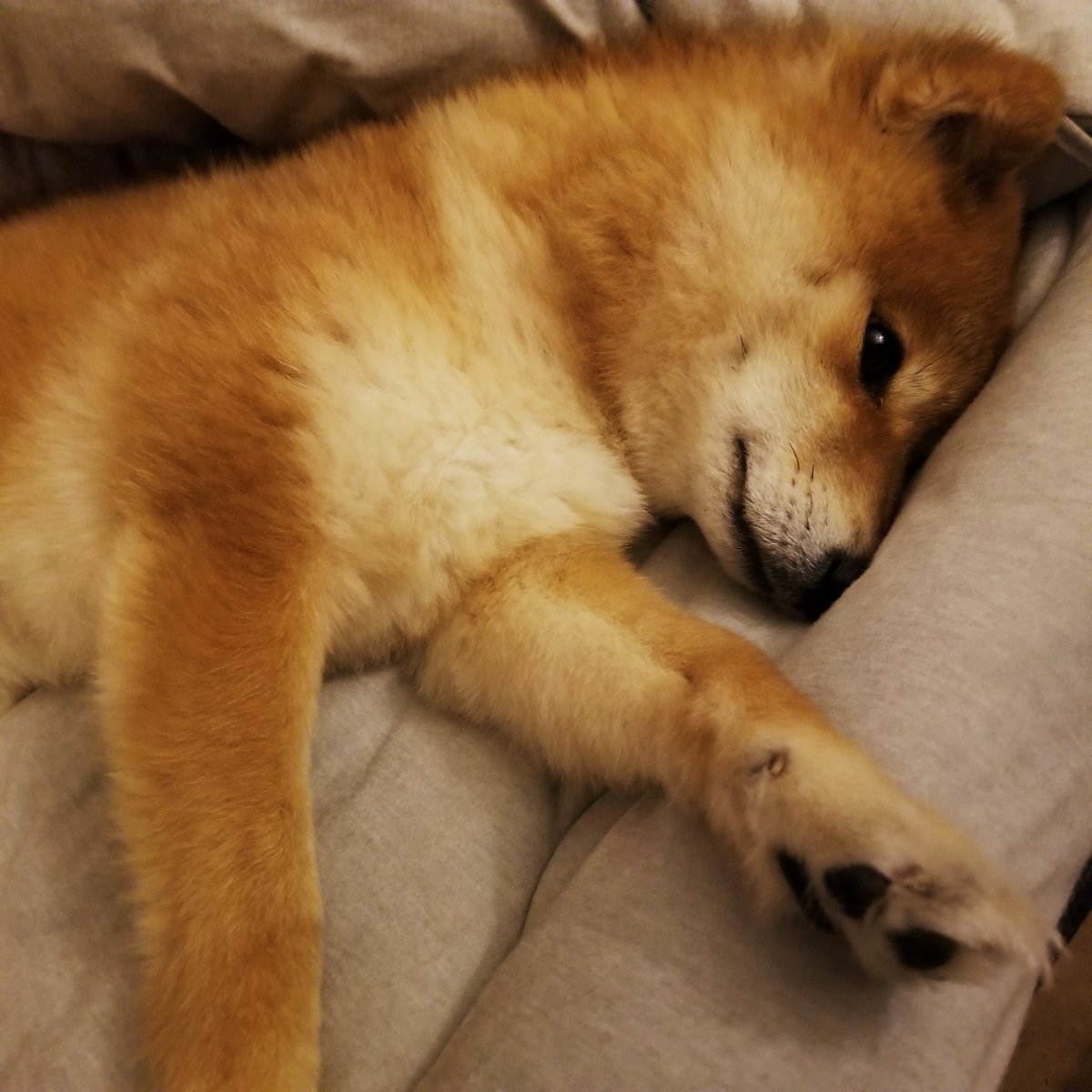 ベッドで寝る柴犬