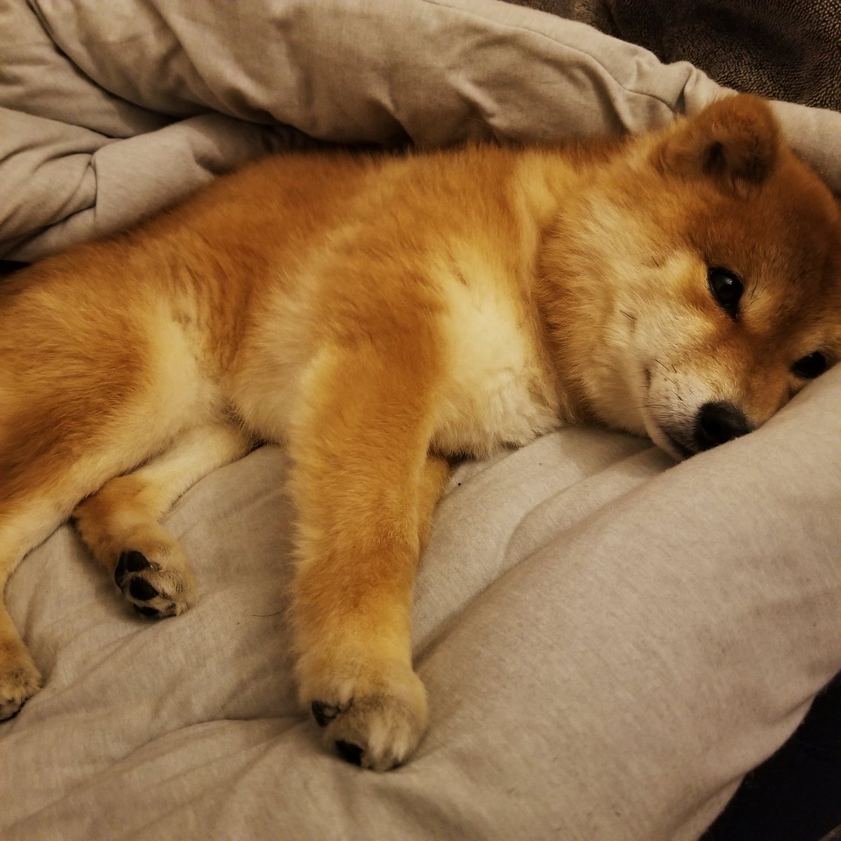 眠い犬 Twitter Search 眠い犬 Twitter Search