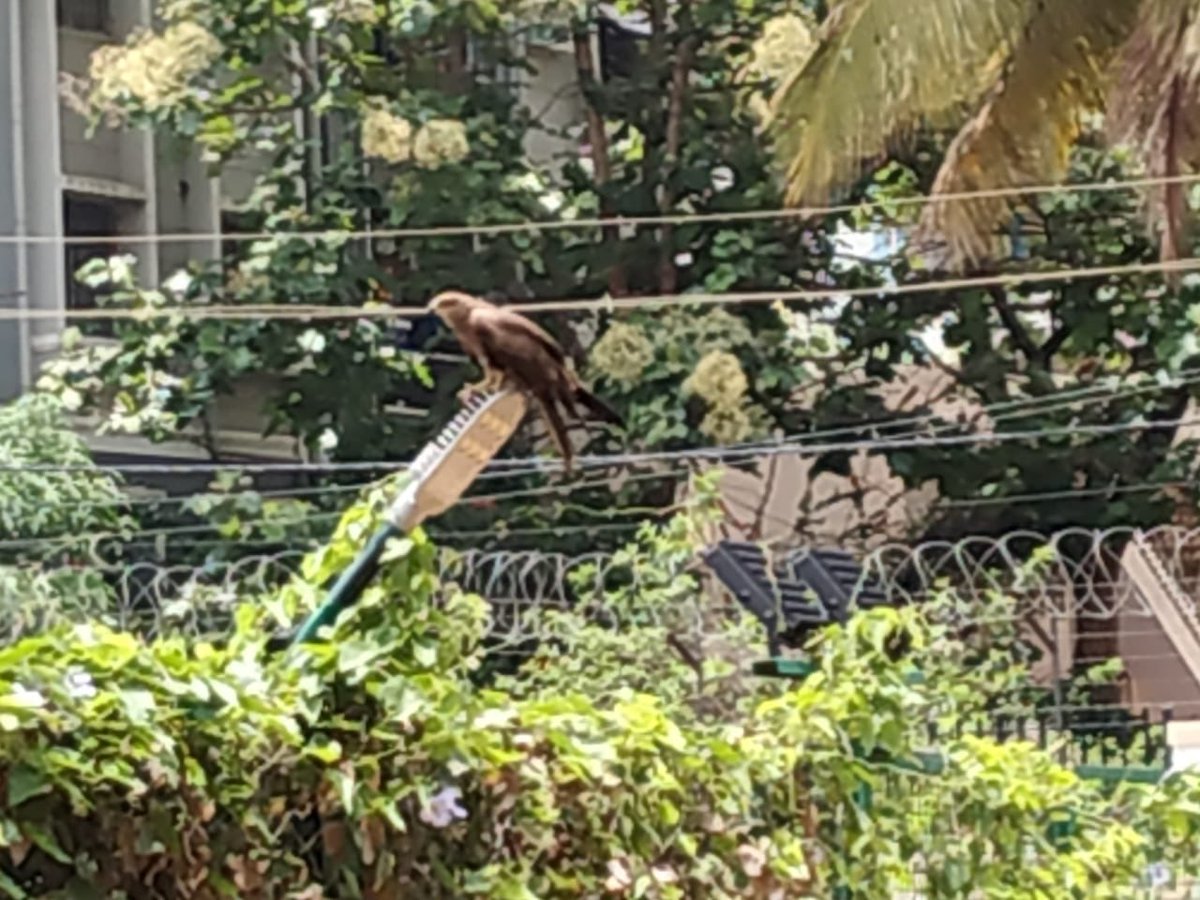 Carefully watching from a vantage point #eagles eye near my home . Watching natural habitat from the comfort of my home