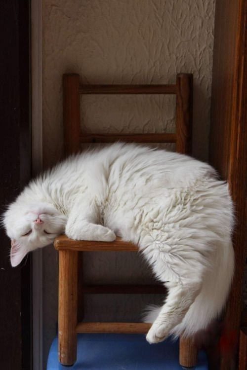 CatVideoGram's tweet photo. #catvideogram #funnycats #cutecats #cats #catsofinstagram #catsofworld  #catslover #catselfie #catsoftheday #catsrule #catsfollowers  #catsanddogs #catsdaily #catsworld #catsloversworld #catslove  #kitty #kittycat #kittylove #kittygram #kittys #kittycats #kittylover https://t.co/4vLJ9KJCS3