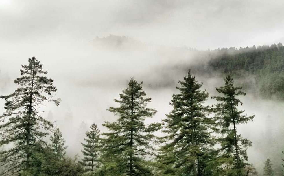 Drukpa184's tweet image. The environment is healing despite the pandemic. 
A relieve for someone like me. 
#environment #peace #climatetracker #himalayanmountain 
#Drukyul