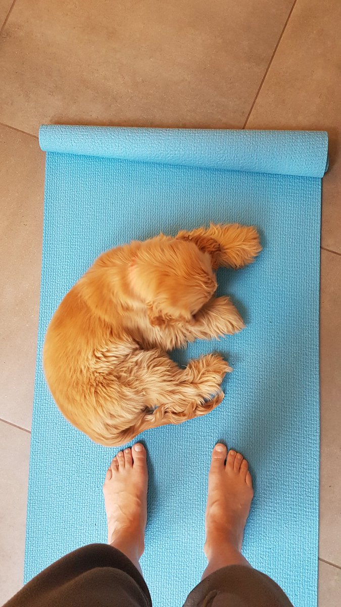 aesportsmassage's tweet photo. One of these mornings I might get my yoga mat back!
Anyone else have this very cute issue?!
#yoga #yogawithpets #yogaathome https://t.co/3YOikW1Cih
