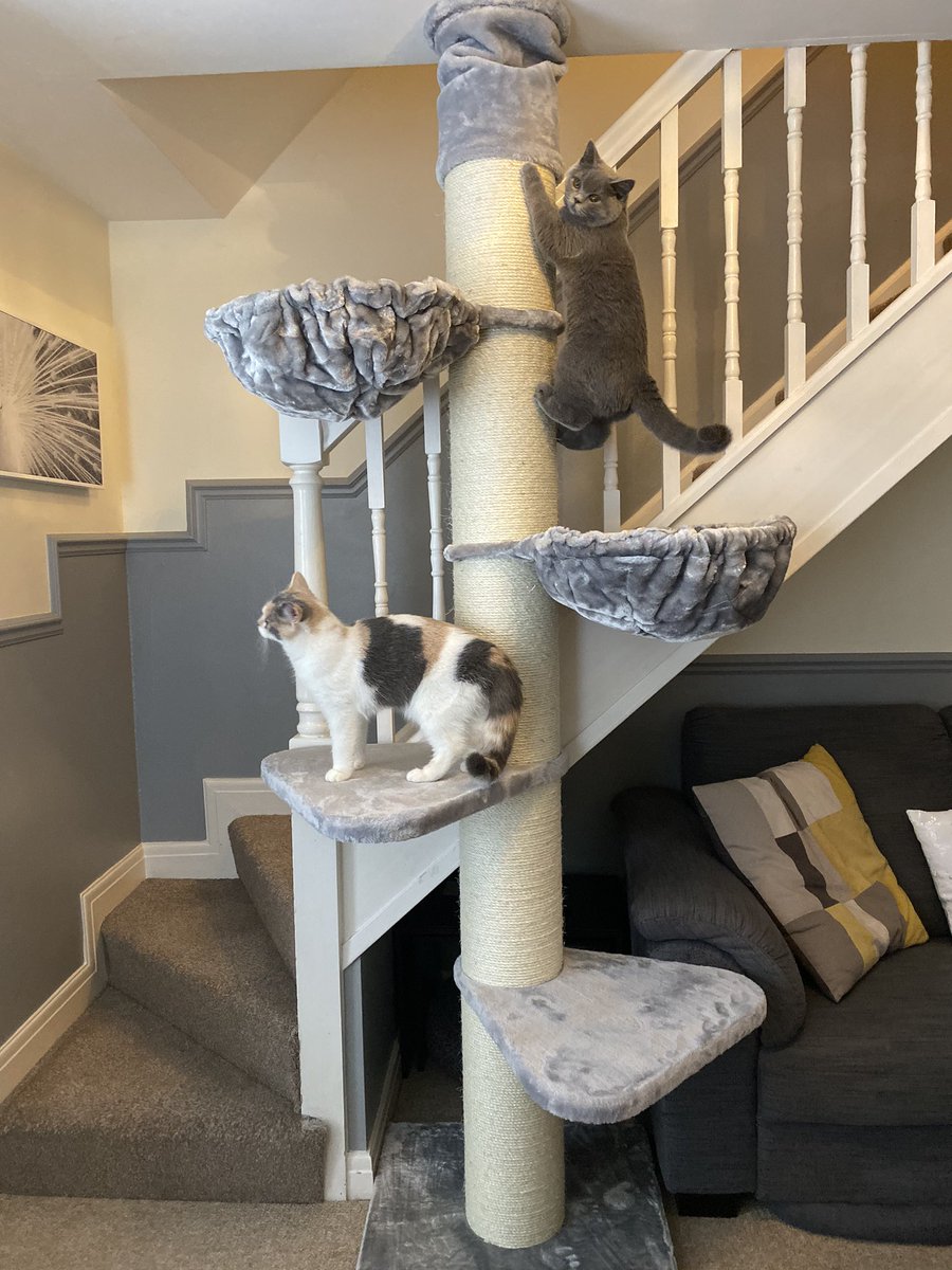 RiaHilfi's tweet photo. @JoleneTheCat You and your brother need one of these 😜 https://t.co/qOk06Gfhdl
