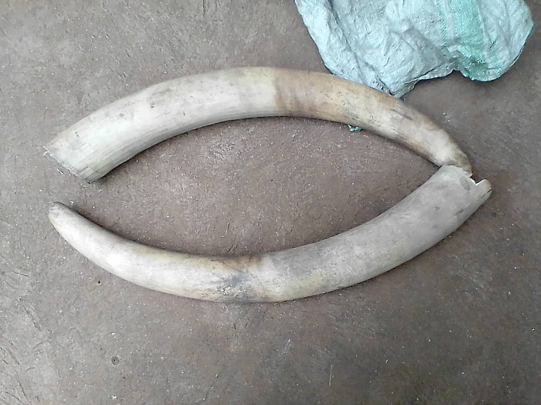 Wildlife Conservation Society, Uganda tweet media