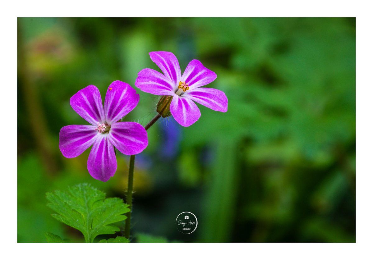 As the days all start to blur into one I almost forgot it was Sunday! So as usual, which of my favorite four did you like the best?

1. In the bluebell wood
2. Misty Honiton morning
3. Stormy sunset
4. WIld geranium

If you enjoy my photos, please do give them a RT 🙂