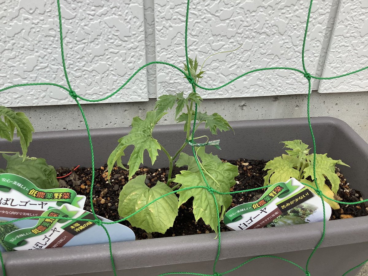 ゴーヤの花言葉