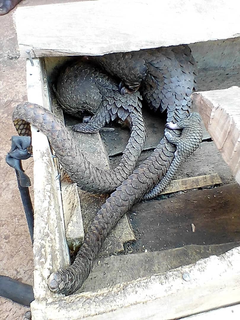 Five suspecrs arrested with three pangolins in Masindi district. Three more three more are to be recovered.  #Combat #wildlife #Crime