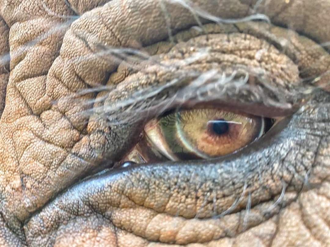 African Elephant Eye