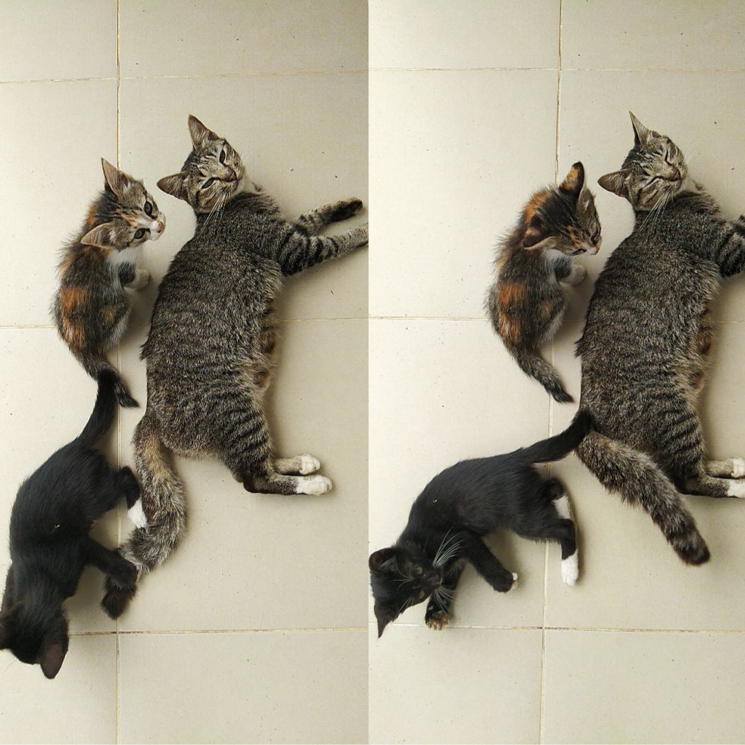 postquit's tweet image. [1] 
Adopsi kucing dewasa dan kittens.
Stray cat yg ngelahirin di halaman rumah saya, induk kucing jinak dan tidak galak, kittens umur 2 bln. #adopsikucinggratis #adoptme #adoptdontshop #straycats #kittens #cat #kitten #kucing #adopsikucing #adopsi #urgent #quarantine #bantuan