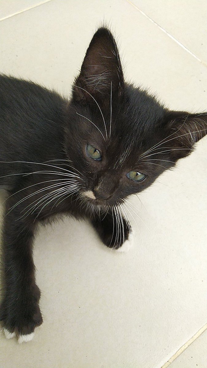 postquit's tweet image. [1] 
Adopsi kucing dewasa dan kittens.
Stray cat yg ngelahirin di halaman rumah saya, induk kucing jinak dan tidak galak, kittens umur 2 bln. #adopsikucinggratis #adoptme #adoptdontshop #straycats #kittens #cat #kitten #kucing #adopsikucing #adopsi #urgent #quarantine #bantuan