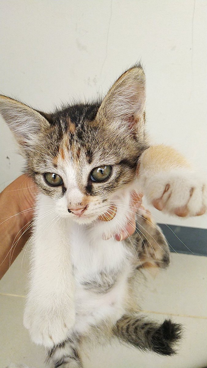 postquit's tweet image. [1] 
Adopsi kucing dewasa dan kittens.
Stray cat yg ngelahirin di halaman rumah saya, induk kucing jinak dan tidak galak, kittens umur 2 bln. #adopsikucinggratis #adoptme #adoptdontshop #straycats #kittens #cat #kitten #kucing #adopsikucing #adopsi #urgent #quarantine #bantuan