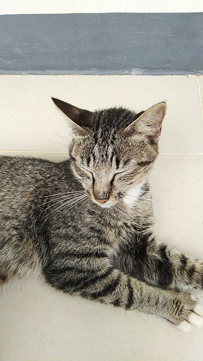 postquit's tweet image. [1] 
Adopsi kucing dewasa dan kittens.
Stray cat yg ngelahirin di halaman rumah saya, induk kucing jinak dan tidak galak, kittens umur 2 bln. #adopsikucinggratis #adoptme #adoptdontshop #straycats #kittens #cat #kitten #kucing #adopsikucing #adopsi #urgent #quarantine #bantuan