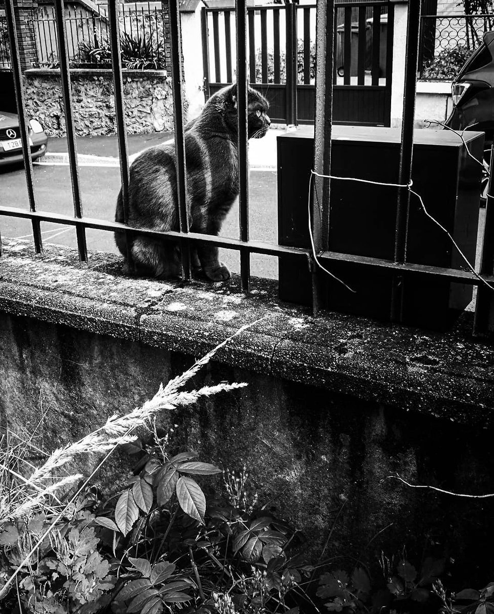 Orosedo's tweet photo. Jour 49
Il attend un colis.
#cat #miaou #chat #chatdegarde
#noiretblanc #streetlife
#blackandwhite #perspective #confinement #photographer #covid_19 #photography #calm #littlestreet #blackandwhitephotography #ohitsrainingtoday #raining https://t.co/isH1UTed2S