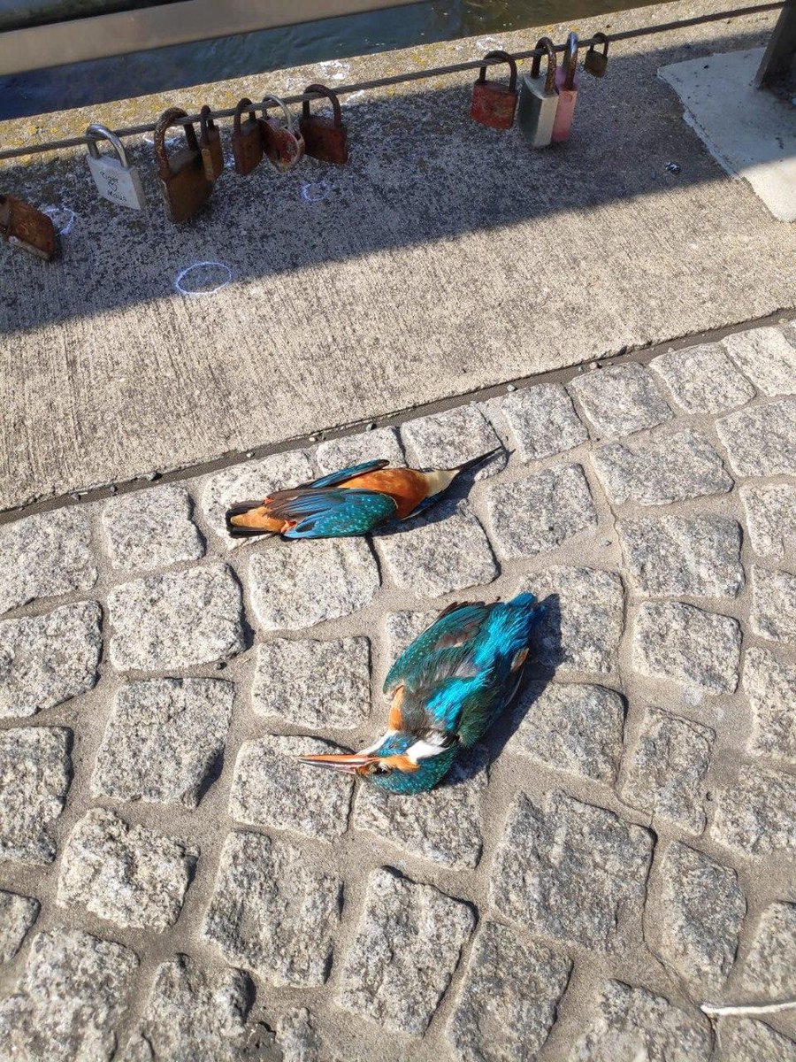 Durchsichtige Planken an der Klausbrücke in Halle (Saale) haben den beiden Eisvögeln im wahrsten Sinne des Wortes das Genick gebrochen,weil sie die Hindernisse nicht sehen konnten. Der AHA weist immer wieder auf solche Gefahren hin.Als Reaktion erfährt man Ignoranz und Schweigen!