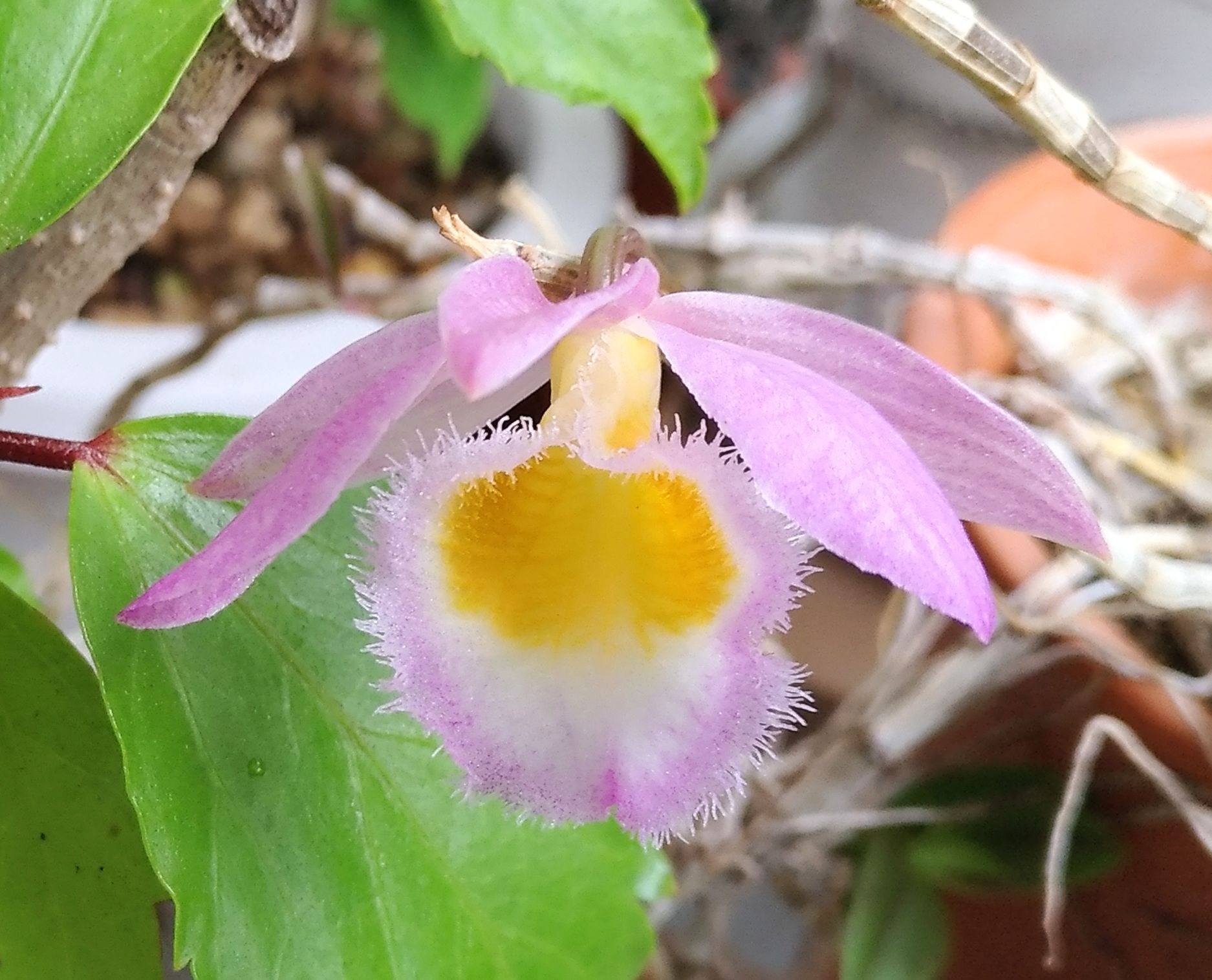 こころんグリーン シンビジウムの花が 全開です 優しいピンク色の花びらが 大きく開いています 中心部の黄色が引き立ちます シンビジウム ピンク色 花 黄色 春 春の花 園芸品種 園芸 ガーデニング 熊本市南区 熊本 T Co