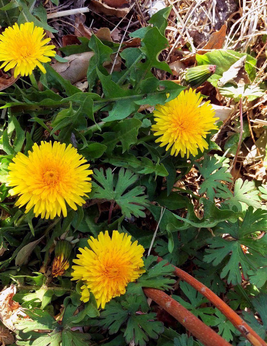 花 愛はやがてくる冬を越えてゆく きみはダンデライオン 傷ついた日々は 彼に出逢うための そうよ運命が 用意してくれた 大切なレッスン 今素敵なレディーになる 松任谷由実 今日の誕生花 たんぽぽ 花言葉 真心の愛 4時 タンポポ ﾅｴ