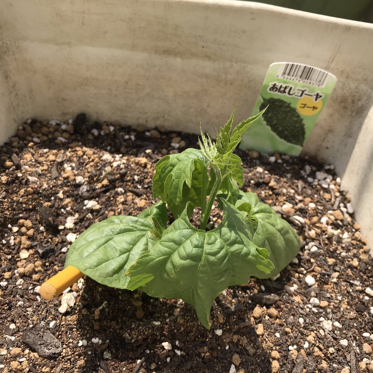 カフェスタイル V Twitter ゴーヤも 植えました ゴーヤ ニガウリ 苦瓜 ガーデニング 家庭菜園 家庭栽培 おうちで園芸 おうち園芸 プランター菜園 プランター栽培 自家栽培 ステイホーム コロナ コロナに負けるな 自粛 自粛生活 自粛中の過ごし方