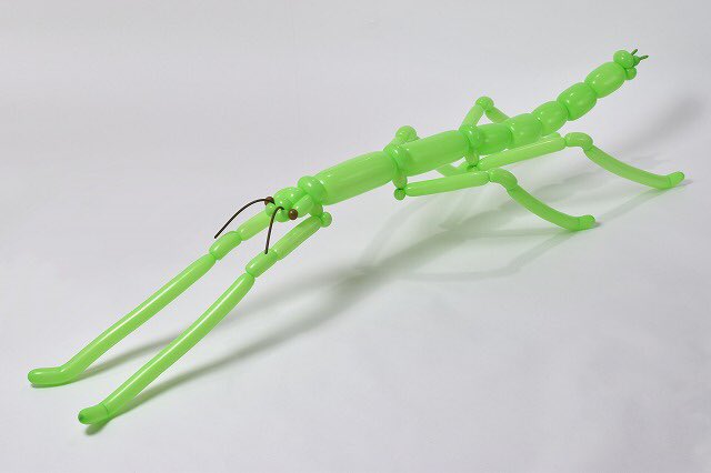 isopresso's tweet photo. バルーンでナナフシ
#balloonart #StickBug #バルーンアート https://t.co/DV3C54E7cq