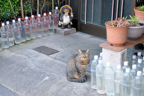 猫除けのペットボトルの効果は嘘!？エイプリルフールネタだったことが判明! | 話題の画像プラス