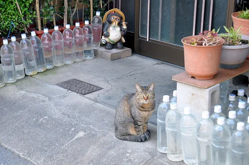 猫除けのペットボトルの効果は嘘！？エイプリルフールネタだったことが判明www