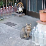 猫除けのペットボトルの効果は嘘!？エイプリルフールネタだったことが判明!
