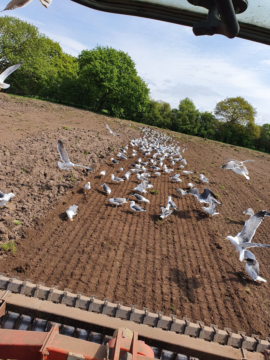 #cabisolation Seagulls feeling like the closest I'll get to a beach this summer... #FarmLife #johndeere