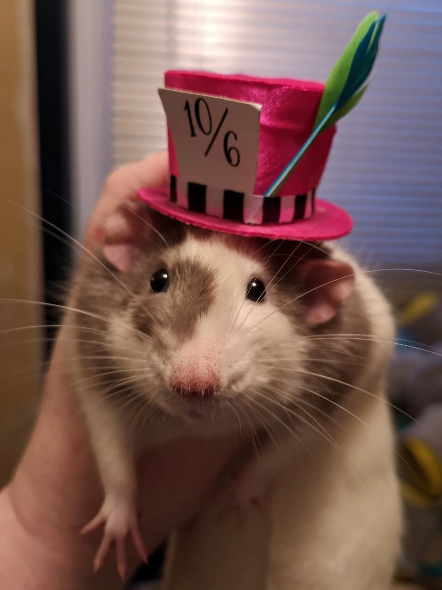 MotherToRats's tweet photo. The mad Ratter!
#ratsoftwitter #petrat #dumborat #rats #dumboears #madhatter https://t.co/NTFVPRN693