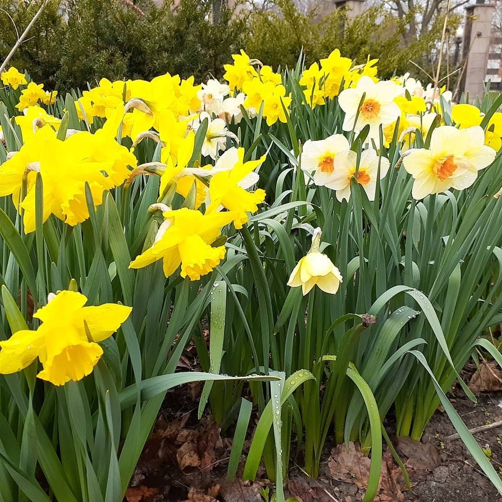 gardenmuses's tweet photo. Cheerful daffodils at Toronto's Allan Gardens. #narcissusflower #daffodil #daffodils #水仙
#narcissus #Torontogardens  #gardenmuses #torontogardeningblog #gardeningblog #flower  #flowerstagram  #水仙の花 #allangardensconservatory #allangardens #springf… https://t.co/V9HEKL9n9L https://t.co/yriJSobSQv