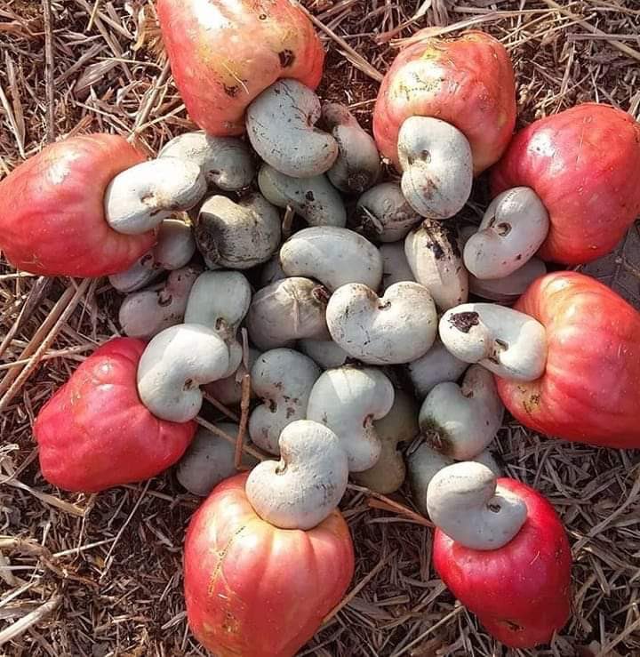 sureshpprabhu's tweet photo. Here are some more raw #cashews,which is source of livelihood for not just farmers but also huge employment of few millions ⁦for women who process it in v labour intensive cottage industry before it enters market as nuts,exported in many countries ⁦@ParveenKaswan⁩ , https://t.co/1jelGmzUOu