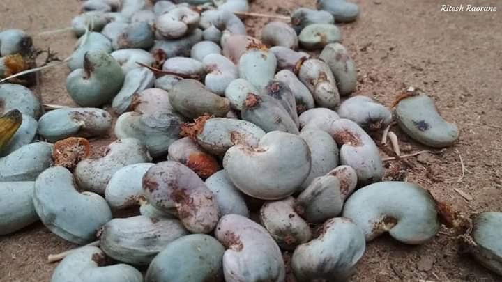 sureshpprabhu's tweet photo. Here are some more raw #cashews,which is source of livelihood for not just farmers but also huge employment of few millions ⁦for women who process it in v labour intensive cottage industry before it enters market as nuts,exported in many countries ⁦@ParveenKaswan⁩ , https://t.co/1jelGmzUOu