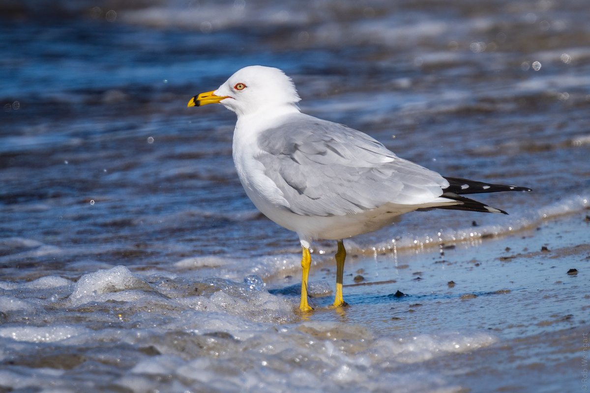 Ring-Billed Gull on the Shore - #SeabirdSunday

#ringbilledgull #gull #thatstare
#wildlife #wildlifephotography #birding #birdtonic