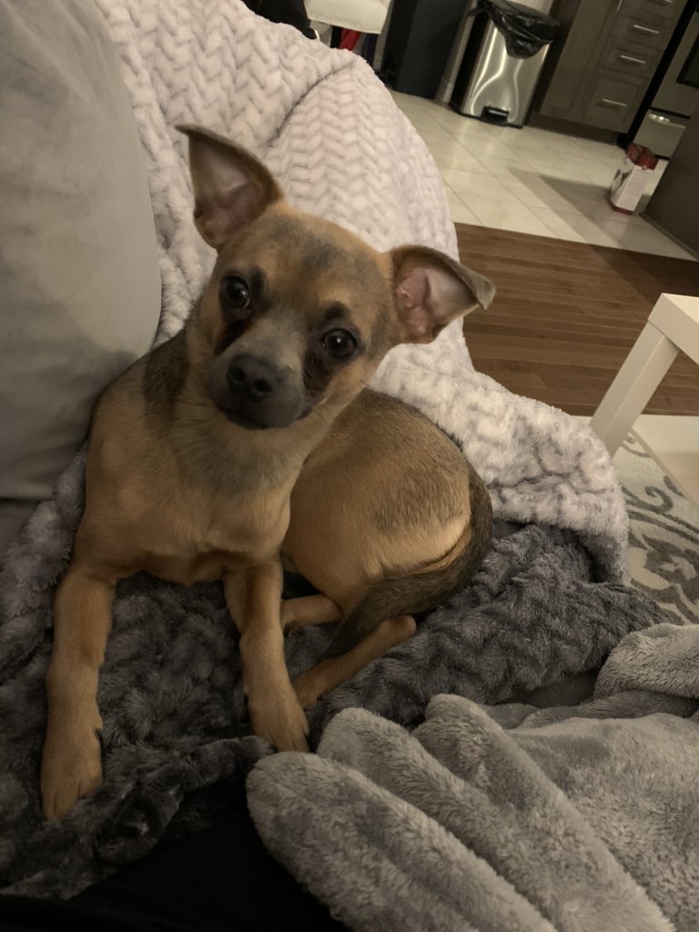 TWilsonOttawa's tweet photo. #Moose makes #QuarantineLife better ❤️🐕 plain and simple. Does your pooch do that for you? He knows when I’m stressed ... he’s right by my side all day. ❣️

I’m starting to like him. 😁 #GunLobbyDogs #DogsofTwittter #DogsOfQuarantine https://t.co/ikPCqYUdJ9
